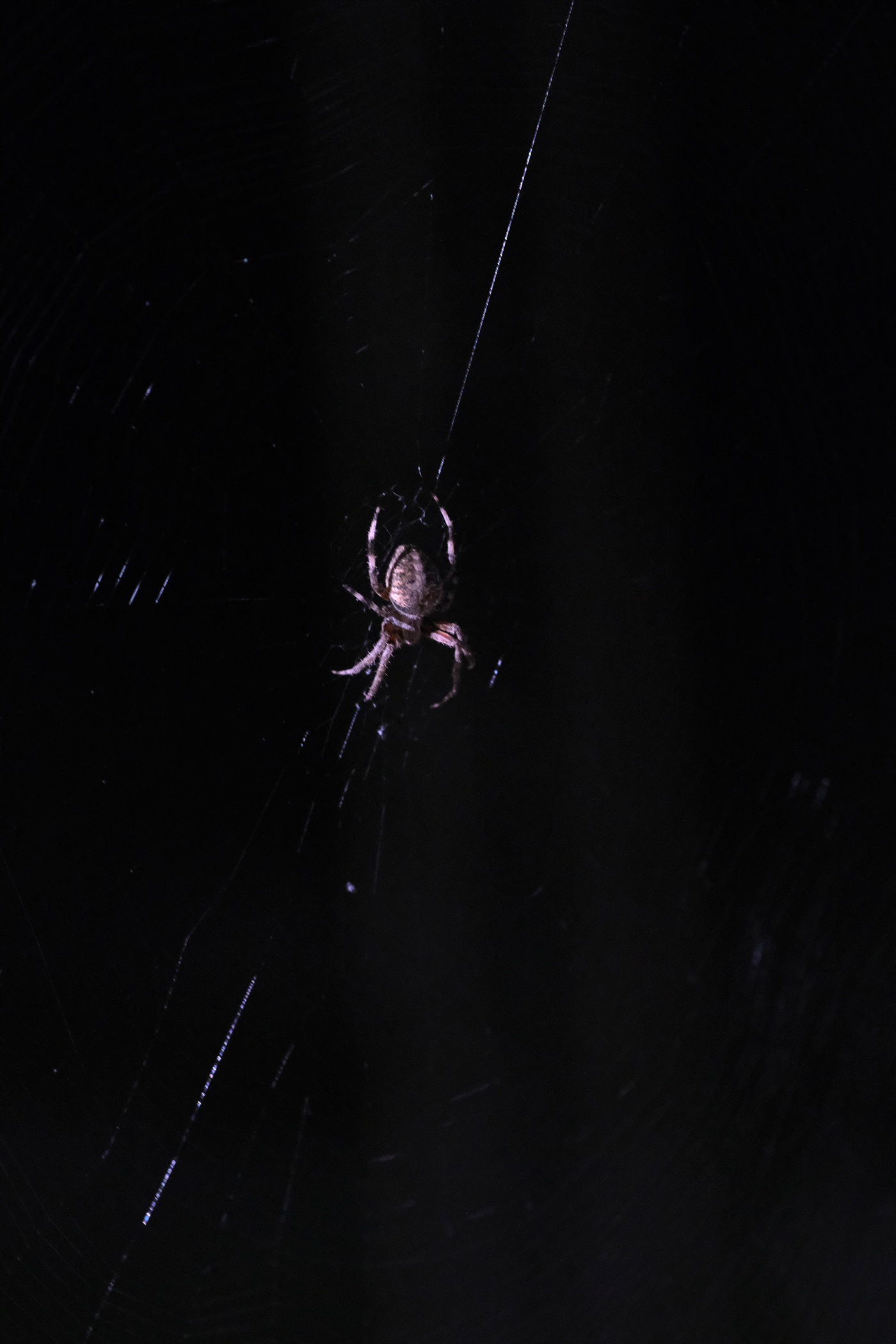 Orbweaver - Pic 1