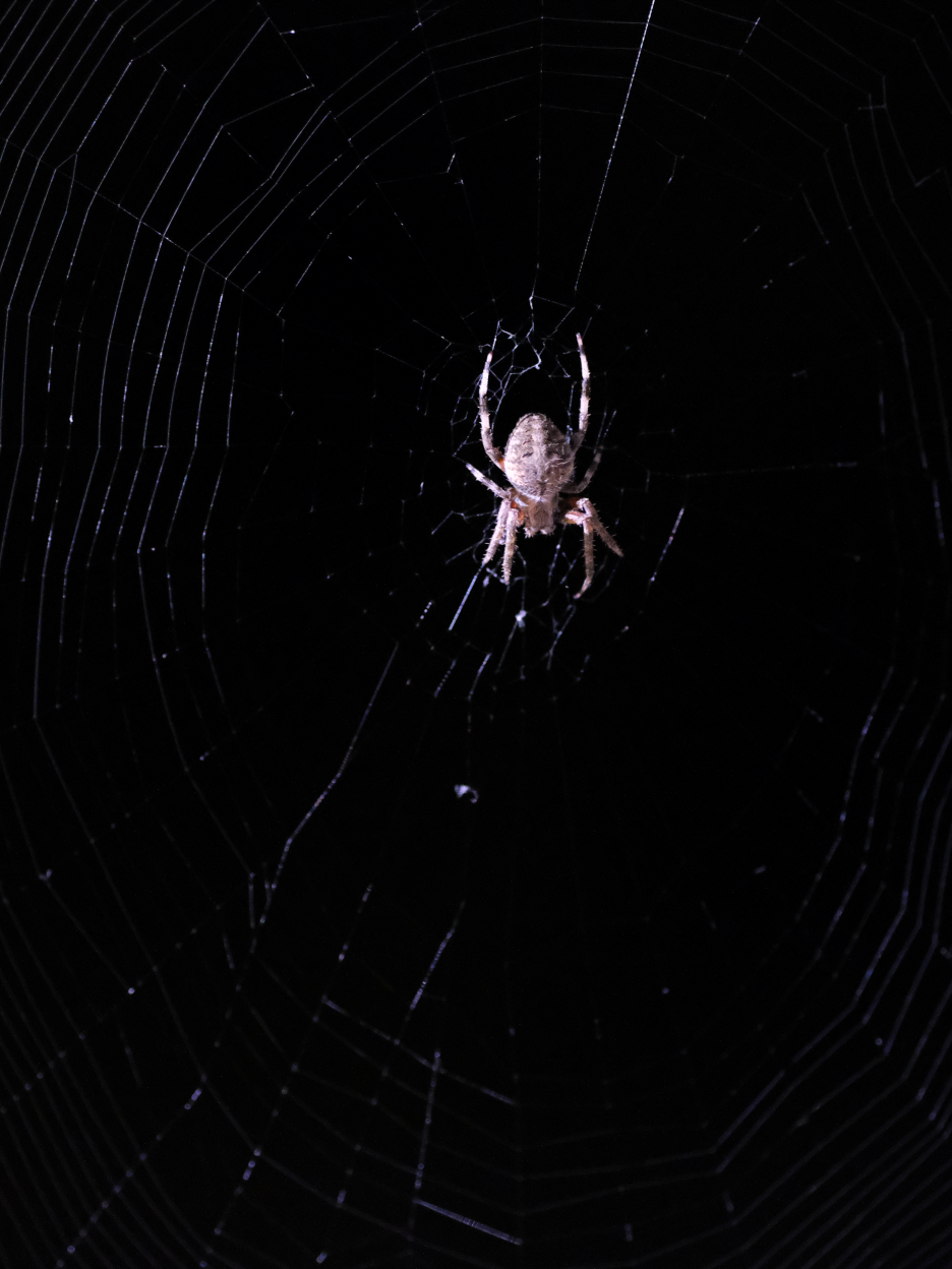 Orbweaver - Pic 2