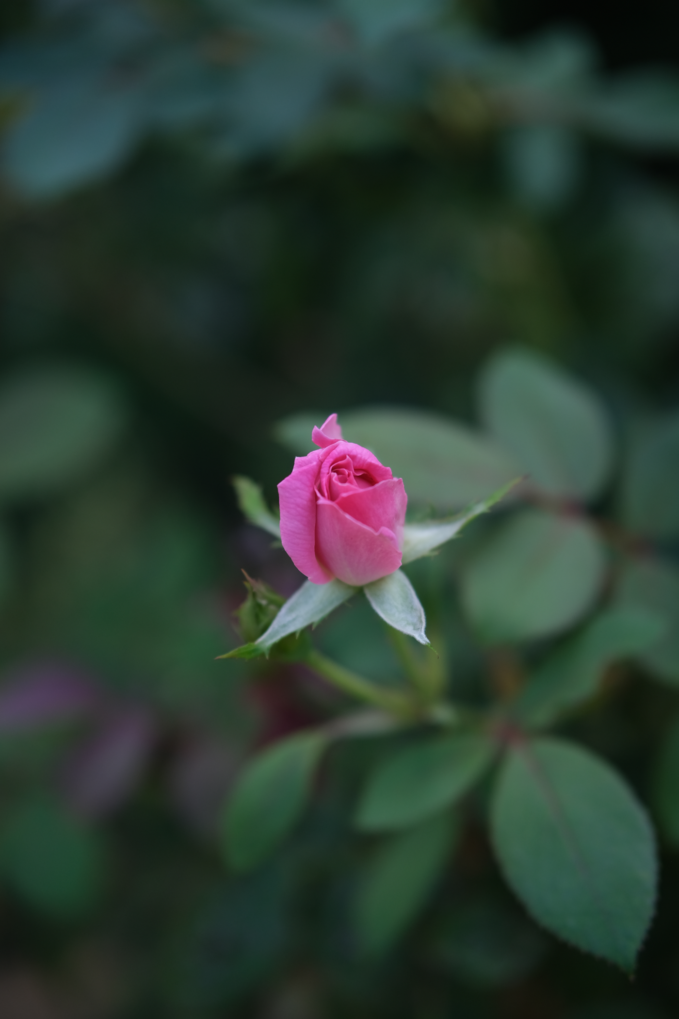 Rose - Pic 1